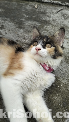 Calico female cat